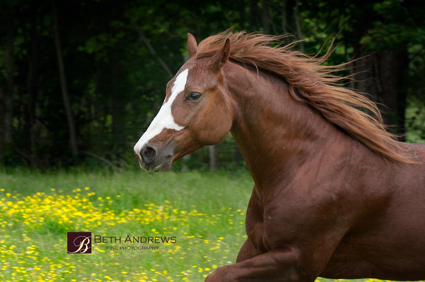 Kentucky-Horse-Portrait
