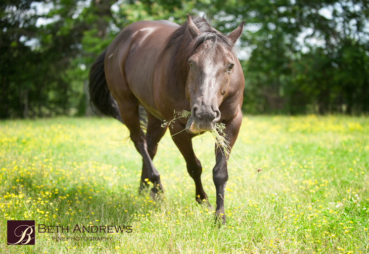 Max- Kentucky Horse