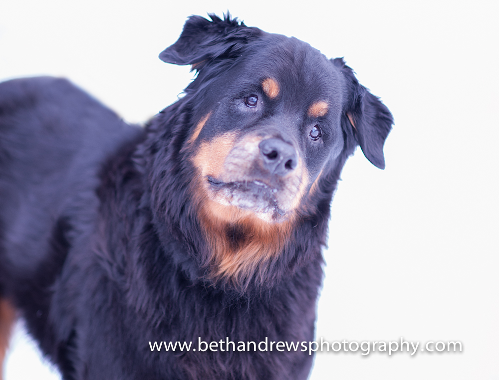 dog photography kentucky (1 of 1)