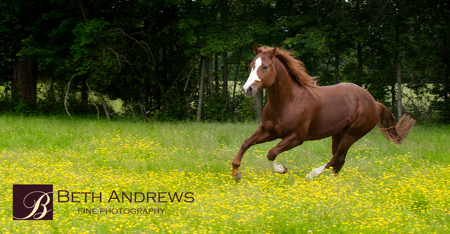 kentucky-equine-portrait