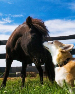 Dog-and-Pony
