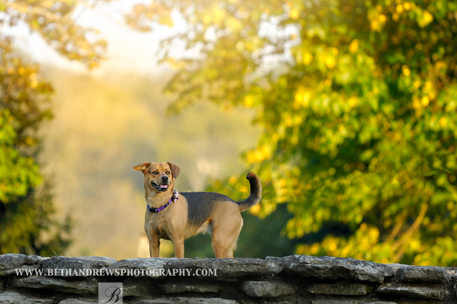 Dog Photography Fall Kentucky