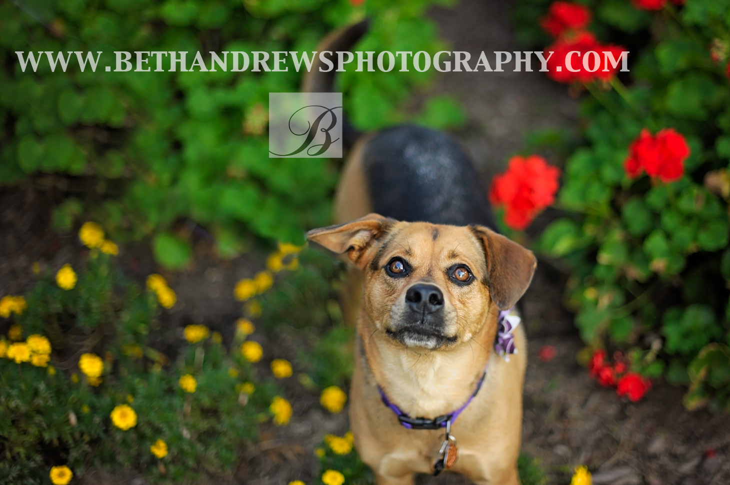 Dog in Fall Kentucky Photographer