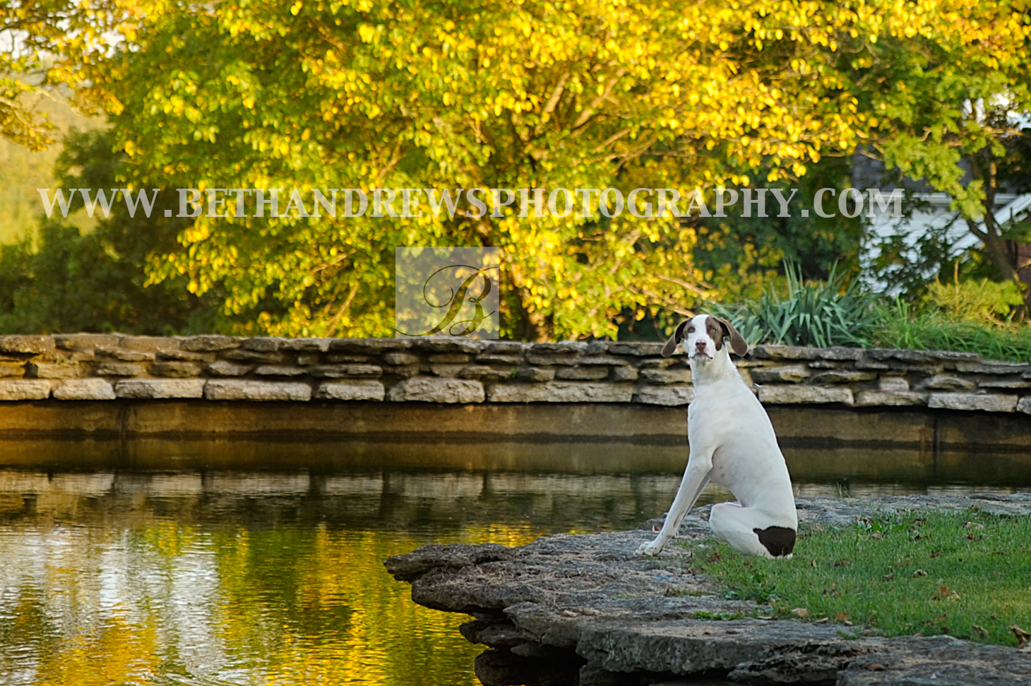 Dog in Kentucky- Photography