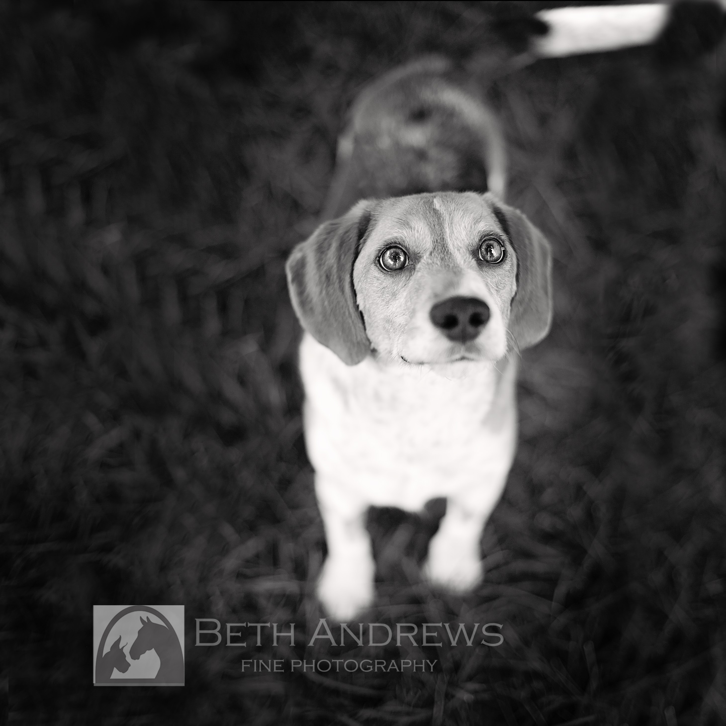 Dog Portrait Kentucky