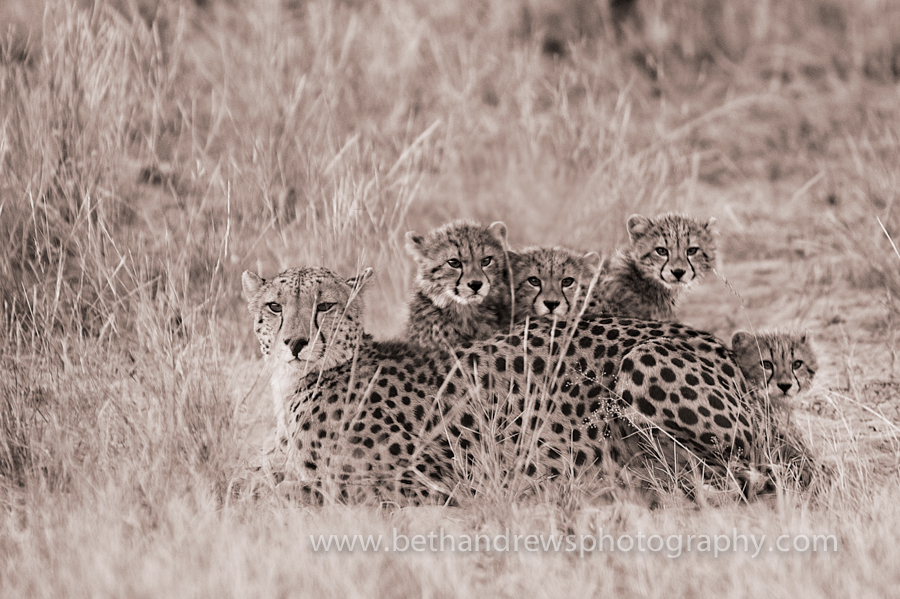 Cheetah and her cubs
