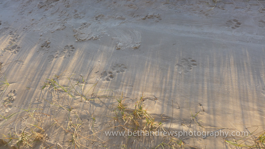 Leopard tracks!! "Very Fresh!"
