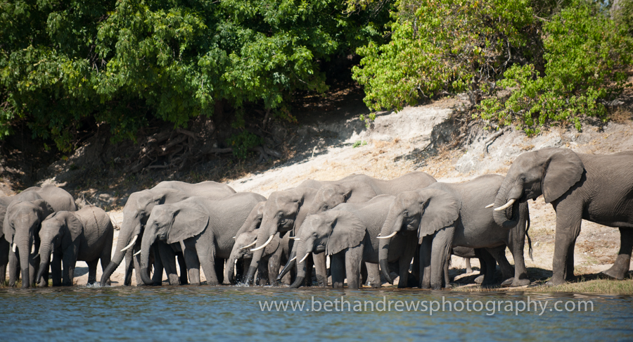 African Elephants at River