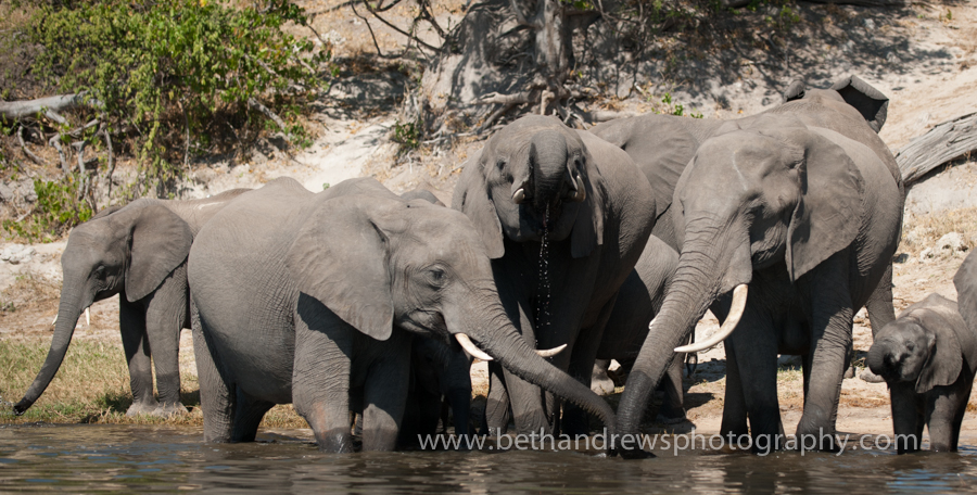 Elephants on the River